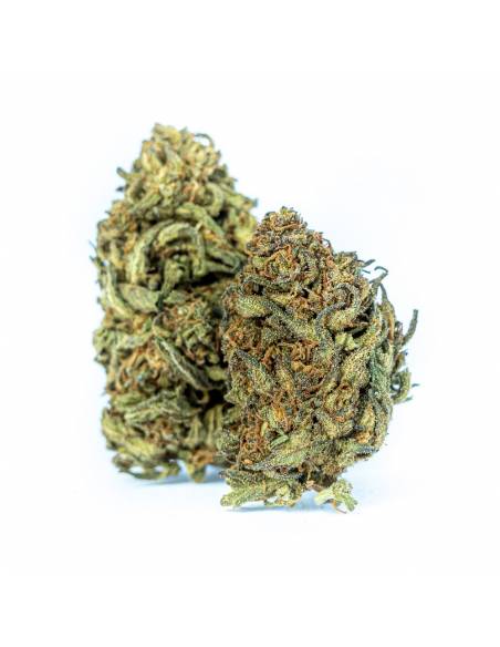 Tropical Fruit Fleurs CBD - 1